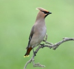 Brkoslav severní (Bombycilla garrulus)