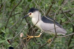 Bučiak chavkoš nočný (Nycticorax nycticorax)