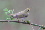 Budníček lesní (Phylloscopus sibilatrix)