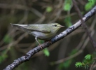 Budníček lesní (Phylloscopus sibilatrix)