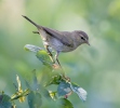 Budníček menší (Phylloscopus collybita)