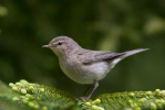 Budníček menší (Phylloscopus collybita)