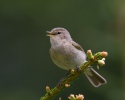 Budníček menší (Phylloscopus collybita)