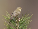 Budníček menší (Phylloscopus collybita)