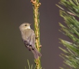 Budníček menší (Phylloscopus collybita)