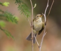 Budníček větší (Phylloscopus trochilus)