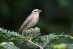 Budníček větší (Phylloscopus trochilus)