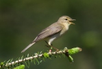 Budníček větší (Phylloscopus trochilus)