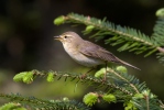 Budníček větší (Phylloscopus trochilus)