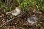 Budníček větší (Phylloscopus trochilus)