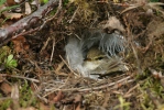 Budníček větší (Phylloscopus trochilus)