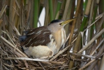 Bukáček malý (Ixobrychus minutus)