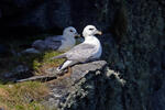 Buřňák lední (Fulmarus glacialis)