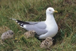 čajka sivá (Larus canus)