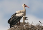 Čáp bílý (Ciconia ciconia)