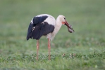 Čáp bílý (Ciconia ciconia)