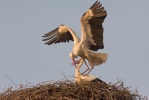 Čáp bílý (Ciconia ciconia)