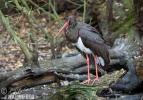 Čáp černý (Ciconia nigra)