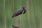 Čáp černý (Ciconia nigra)