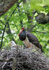 Čáp černý (Ciconia nigra)