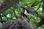 Čáp černý (Ciconia nigra)