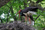 Čáp černý (Ciconia nigra)