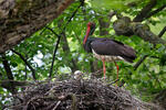 Čáp černý (Ciconia nigra)