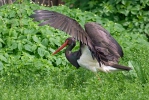 Čáp černý (Ciconia nigra)