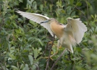 Čaplička vlasatá (Ardeola ralloides)