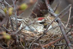 Čečetka zimní (Carduelis flammea)