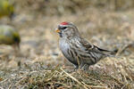 Čečetka zimní (Carduelis flammea)