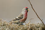 Čečetka zimní (Carduelis flammea)