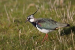 Čejka chocholatá (Vanellus vanellus)