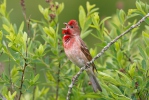 Červenák karmínový (Carpodacus erythrinus)