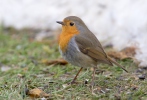 Červenka obecná (Erithacus rubecula)