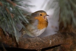 Červenka obecná (Erithacus rubecula)