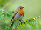 Červenka obecná (Erithacus rubecula)