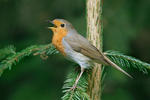 Červenka obecná (Erithacus rubecula)