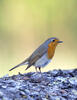 Červenka obecná (Erithacus rubecula)