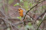 Červenka obecná (Erithacus rubecula)