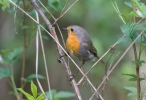 Červenka obecná (Erithacus rubecula)