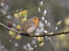 Červenka obecná (Erithacus rubecula)