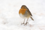 Červienka obyčajná (Erithacus rubecula)