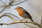 Červienka obyčajná (Erithacus rubecula)