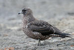 Chaluha pomořanská (Stercorarius pomarinus)