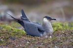 Chaluha příživná (Stercorarius parasiticus)