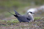 Chaluha příživná (Stercorarius parasiticus)