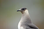 Chaluha příživná (Stercorarius parasiticus)