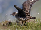 Chaluha velká (Stercorarius skua)