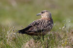 Chaluha velká (Stercorarius skua)